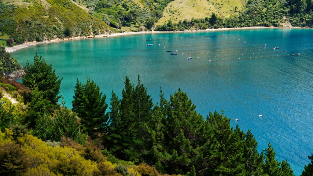 New Zealand Green Mussel Oil & Powder Sustainably Sourced