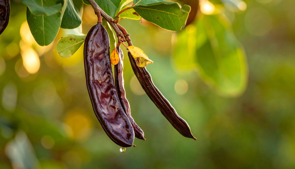 Chirositol D-Chiro-Inositol Carob Pods