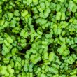 functional-ingredients-greens wholesale botanical extracts